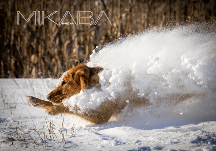 Mikaba Media with Tiny in snow